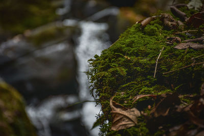 Close-up of moss growing on tree trunk