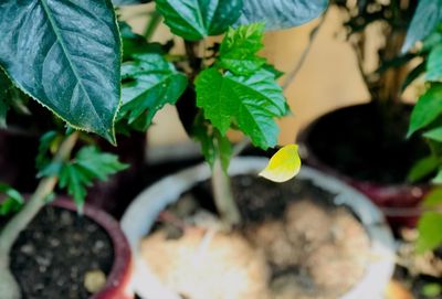 High angle view of small potted plant leaves