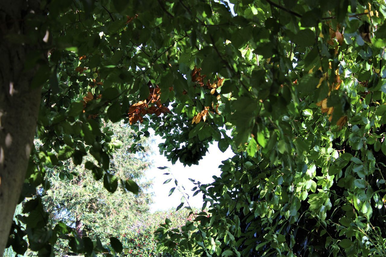 LOW ANGLE VIEW OF BERRIES ON TREES