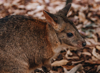 Close-up of a rabbit on field