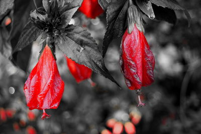 Close-up of red leaves