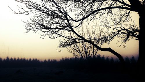 Bare trees on landscape