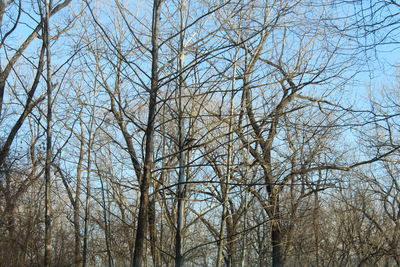 Low angle view of bare trees against sky
