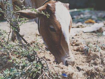 View of an animal on field