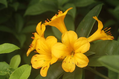 flowering plant