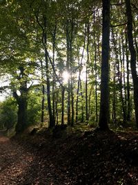 Sunlight streaming through trees in forest