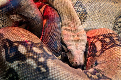 Close up of a boa constrictor sleeping