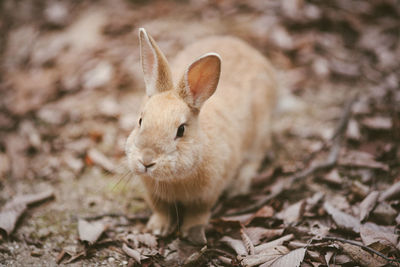 Close-up of an animal on land