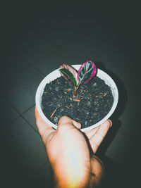 High angle view of hand holding plant