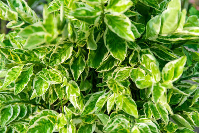 Full frame shot of green leaves