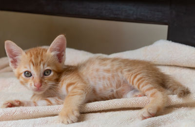 Portrait of cat lying down