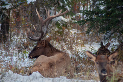 Deer in a forest