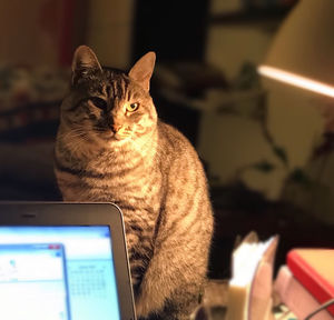 Cat looking away while sitting on computer table