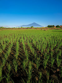 Scenic view of agricultural field against blue sky