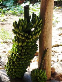 Plants growing on tree