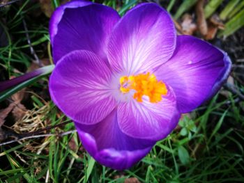 Close-up of purple crocus blooming outdoors