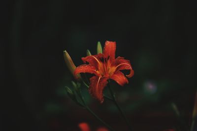 Close-up of orange rose flower