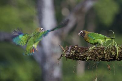 Bird perching on a branch