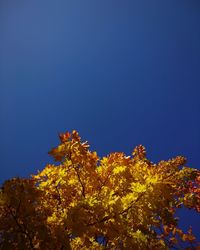 Low angle view of plants against clear blue sky