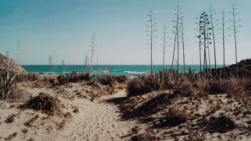 Plants on beach against clear sky