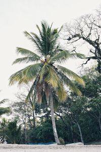 Low angle view of palm trees against sky