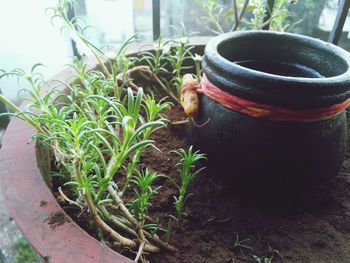 Close-up of potted plant