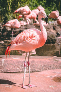 Full length of a bird