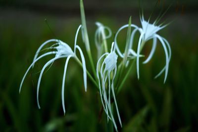 Close-up of flowering plant on field