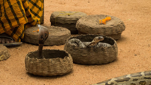 Close-up of snakes in basket