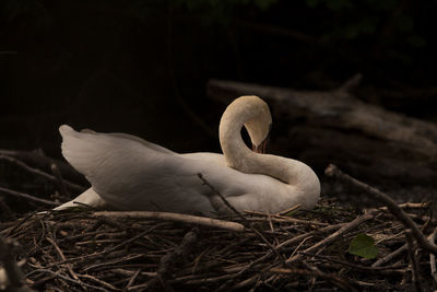 Close-up of birds in nest