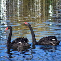 Swans swimming in lake