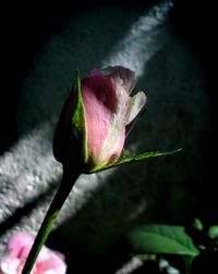 Close-up of pink rose