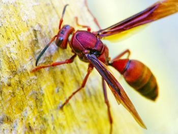 Close-up of insect on leaf