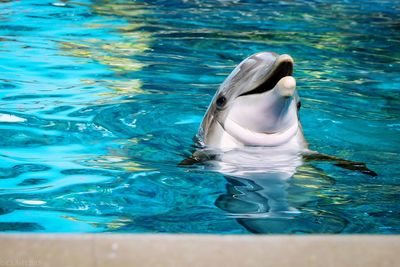 Dolphin swimming in pool