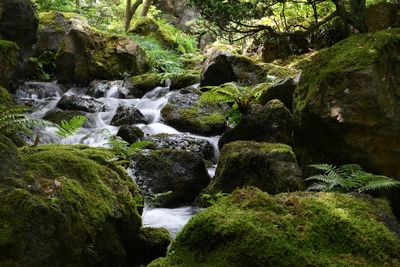 Stream flowing through rocks in forest