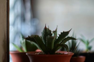 Close-up of potted plant on window sill