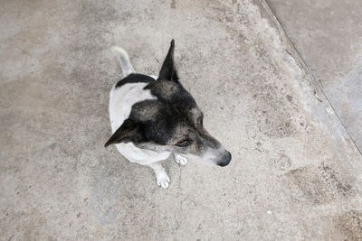 High angle view of dog lying down