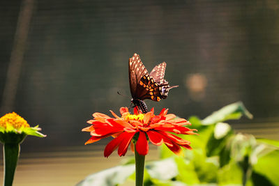 Close-up of butterfly pollinating on flower