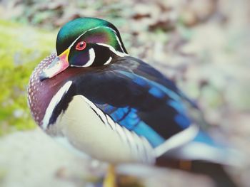 Close-up of mandarin duck