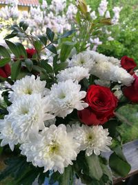 Close-up of white roses