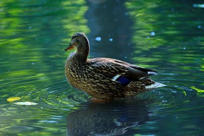 Duck swimming in lake