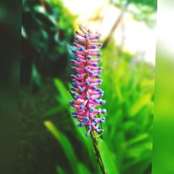 Close-up of purple flower blooming outdoors