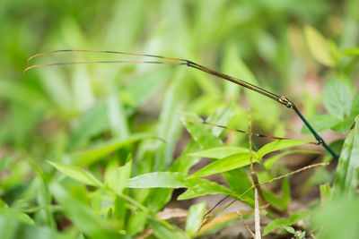 Close-up of grasshopper on grass