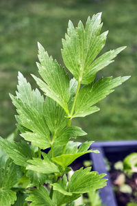 Close-up of wet plant leaves