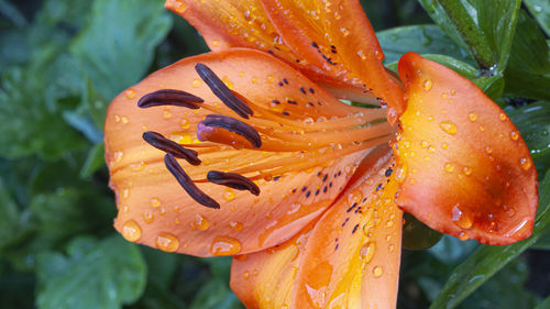 Orange lily flower with drops