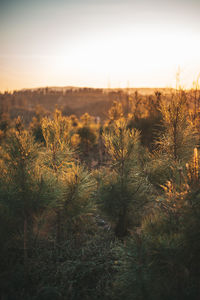 Scenic view of field against sky during sunset