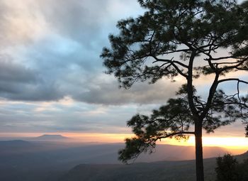 Tree on landscape against sky at sunset