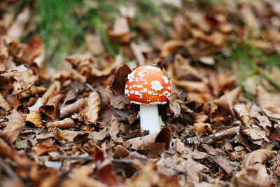 Close-up of fly agaric mushroom