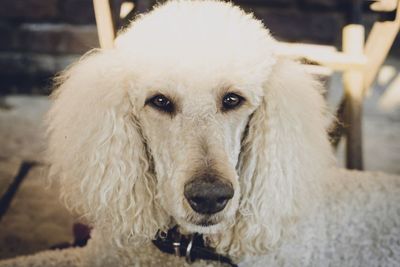 Close-up portrait of a dog