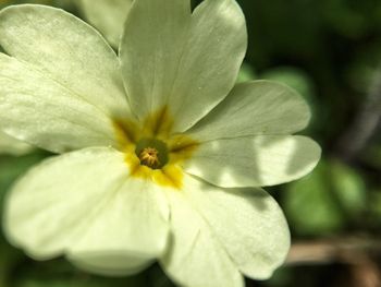 Close-up of white flower blooming outdoors